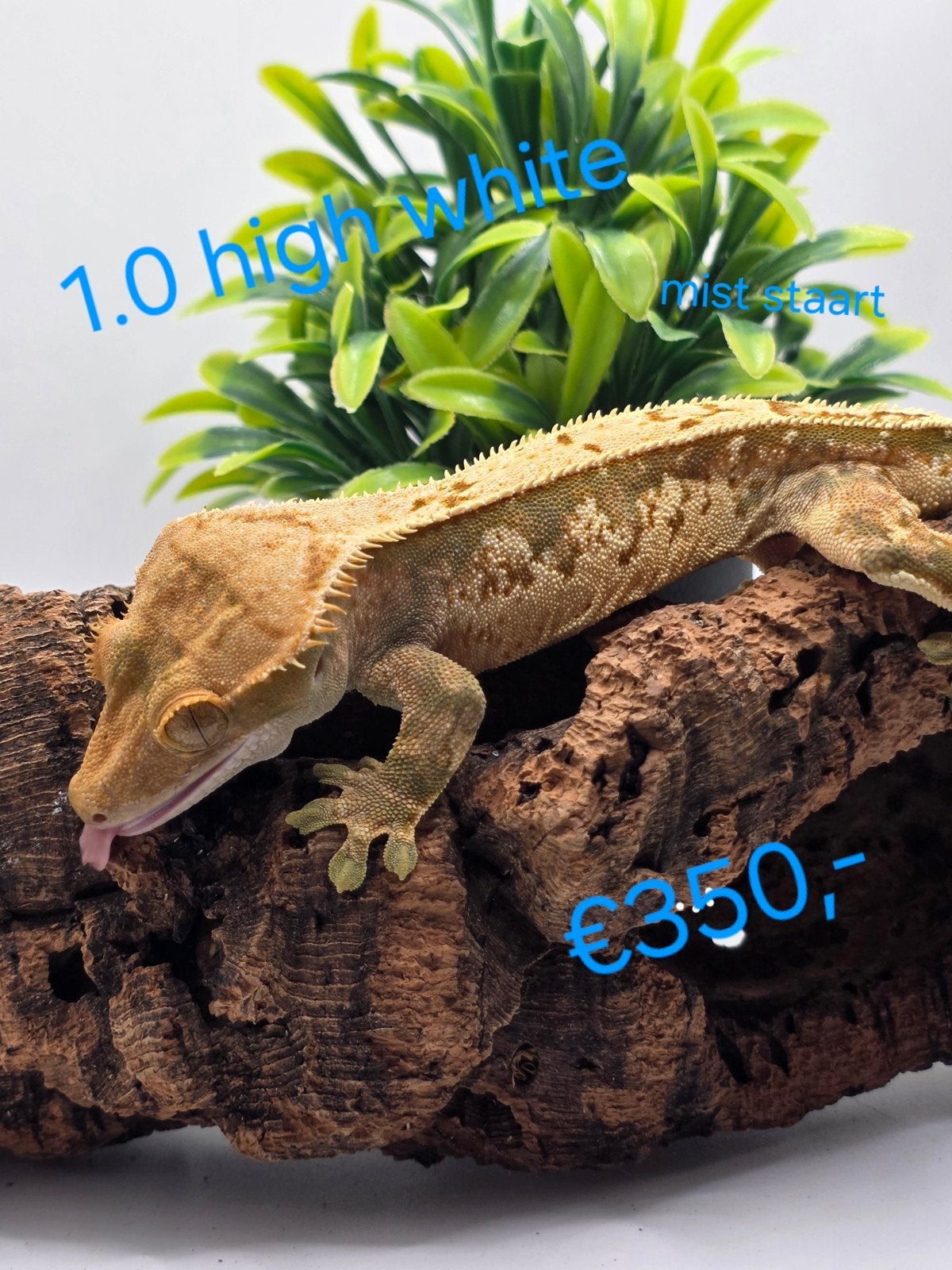 wimpergekko- crested gecko- Correlophus ciliatus Crested Gecko photo 9