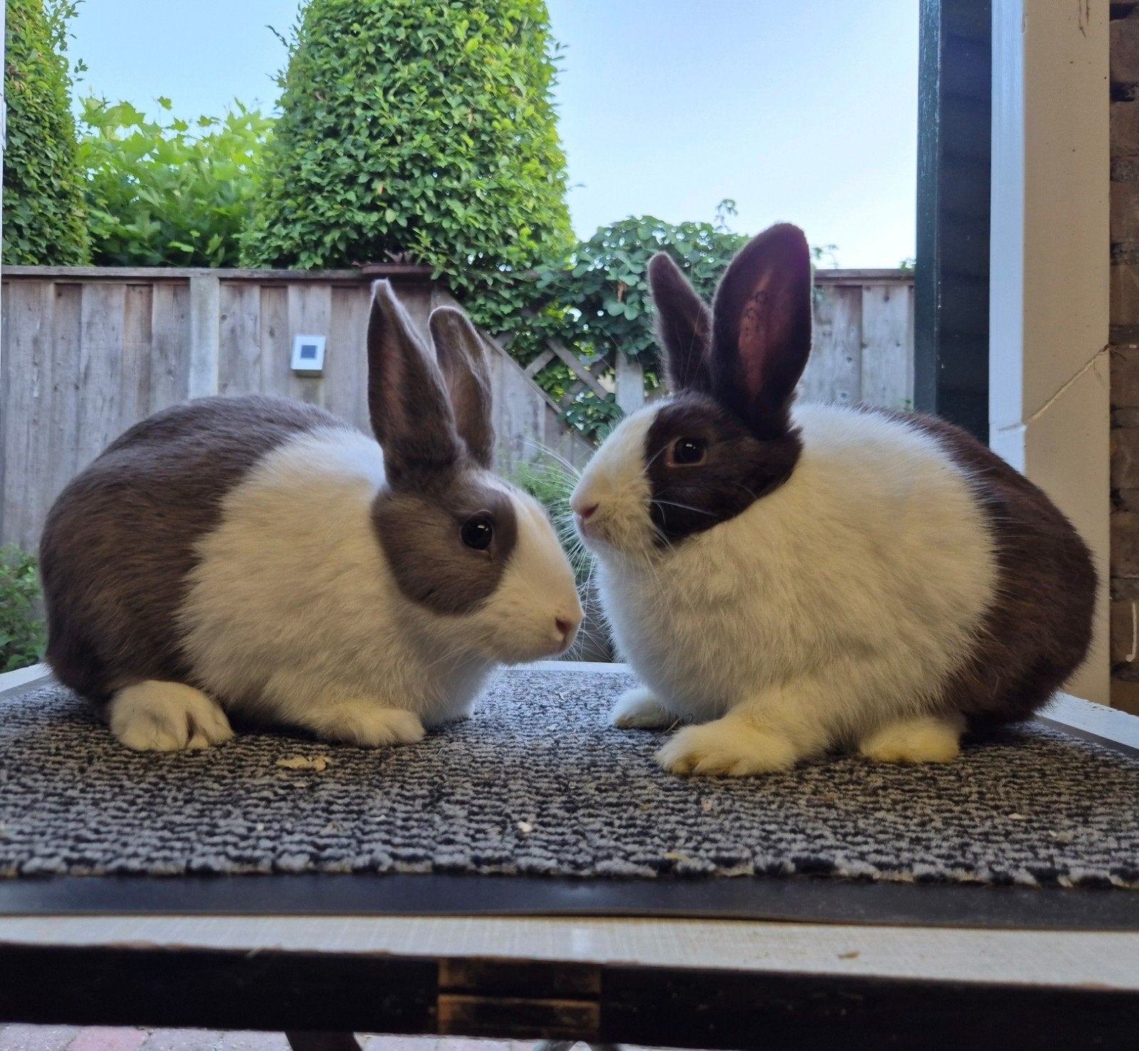 Lieve Hollander voedstertjes geënt voor RHD1+2, Dieren en Toebehoren, Vrouwelijk, Klein, 0 tot 2 jaar