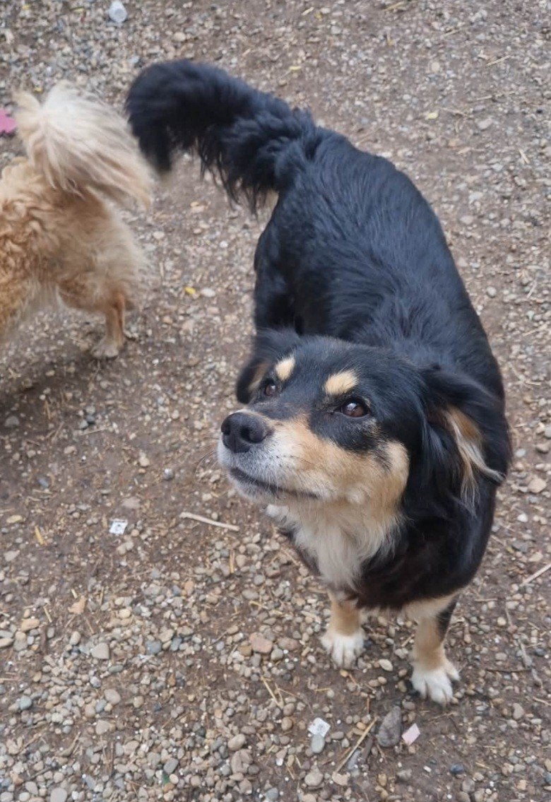 Hetera zoekt baasje, Dieren en Toebehoren, Honden | Niet-rashonden, Particulier, 1 tot 2 jaar, Buitenland, Teef