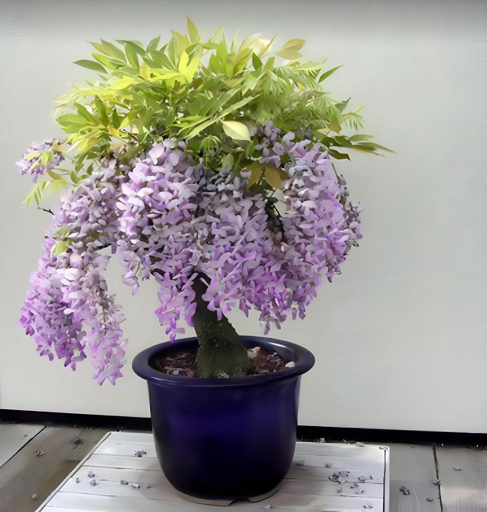 Zuid Afrikaanse Boom Wisteria zaadjes, winterhard, Ophalen of Verzenden, Lente, Volle zon, Overige soorten