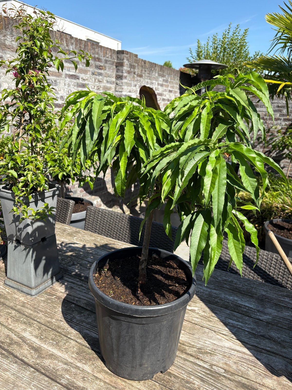 Super schattige dwerg perziken boom in pot aangeboden!!, Ophalen, Minder dan 100 cm, Lente, Overige soorten