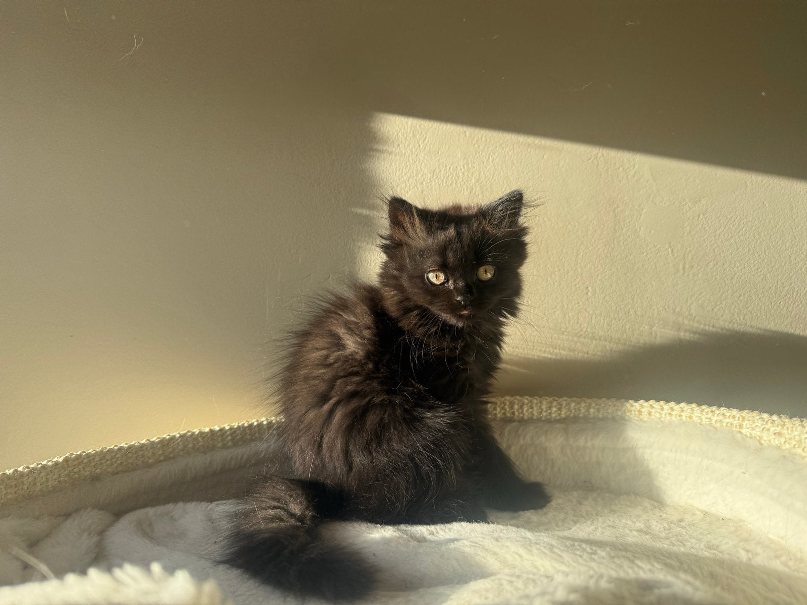 Britse langhaar, Dieren en Toebehoren, Kater, Ontwormd, 0 tot 2 jaar