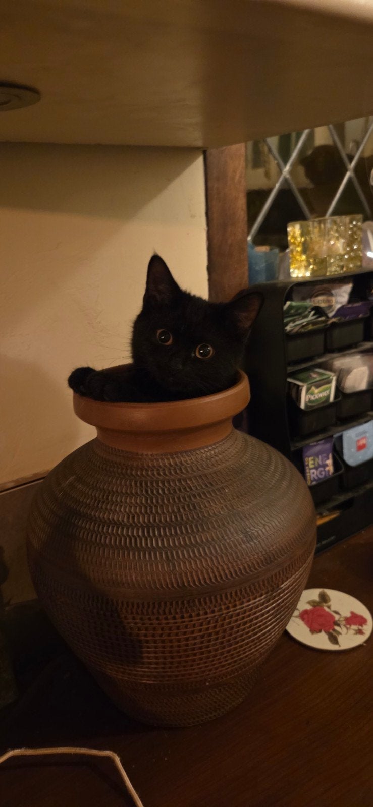 lief brits korthaar kitten, Kater