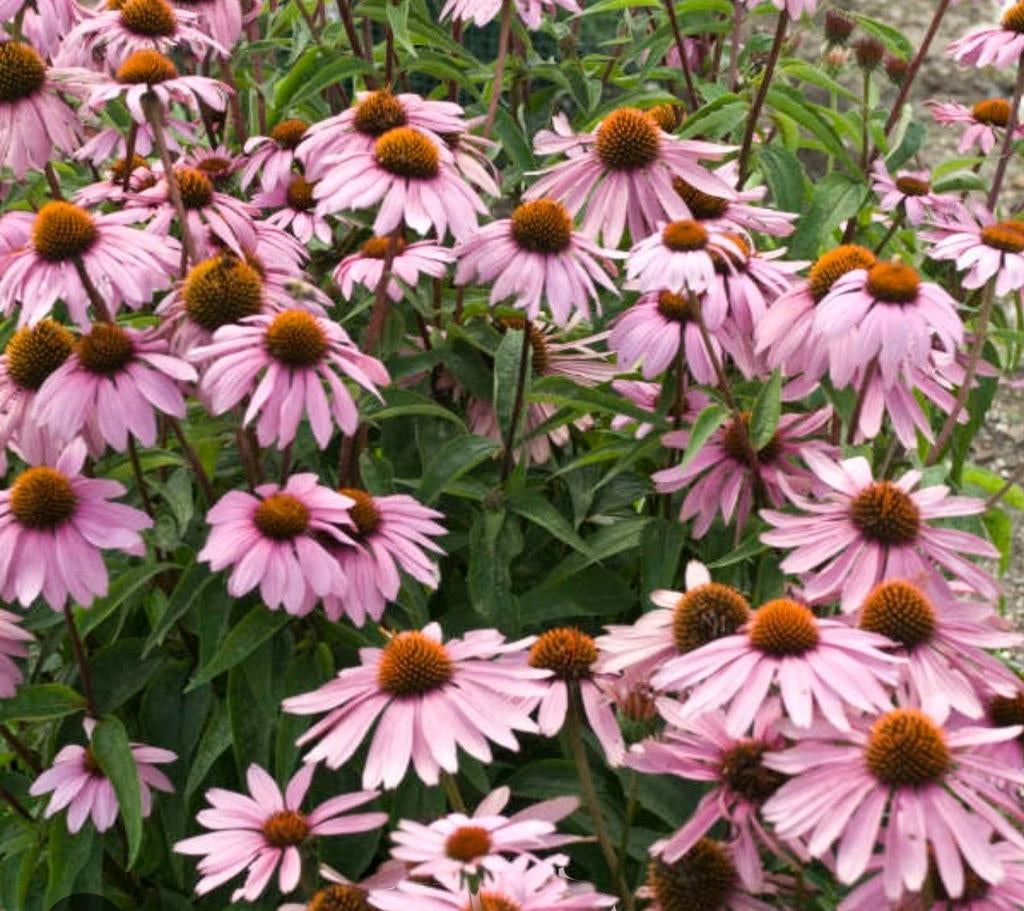Echinacea purpurea plant, Ophalen, Overige soorten, Volle zon