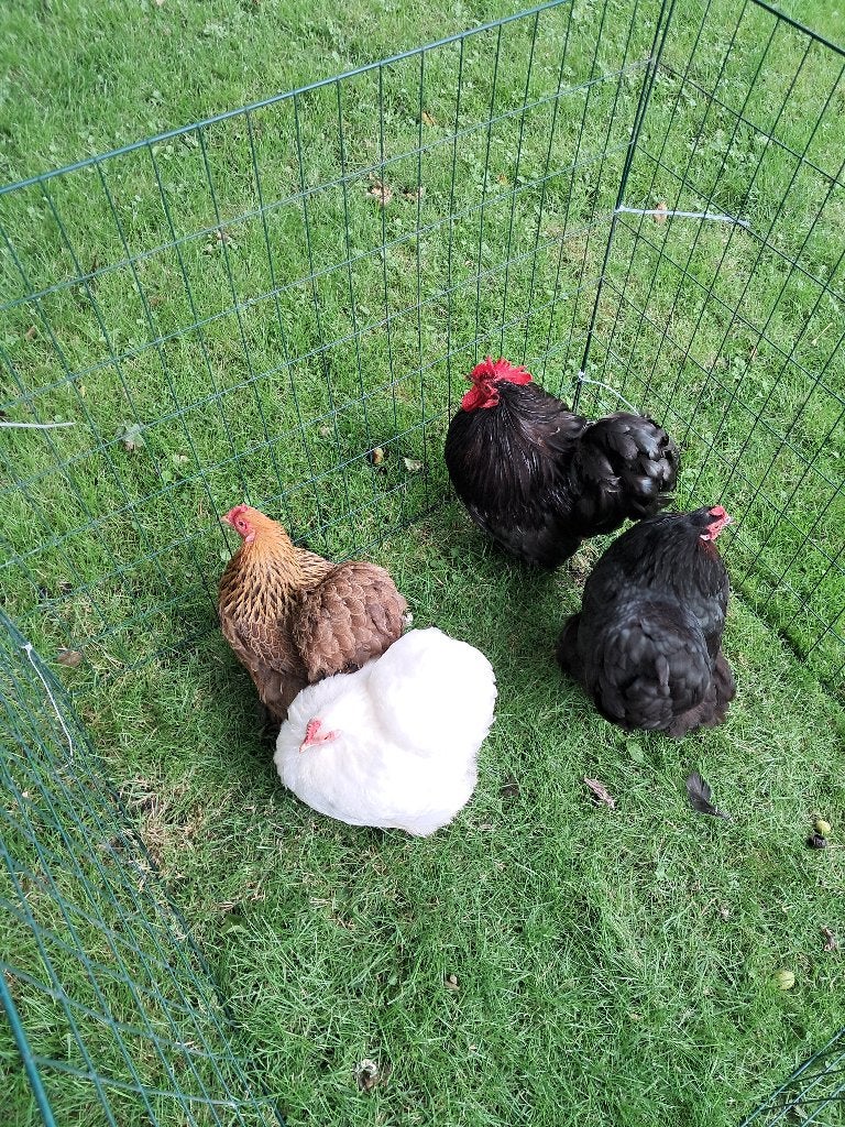cochin kriel, Dieren en Toebehoren, Pluimvee, Meerdere dieren, Kip