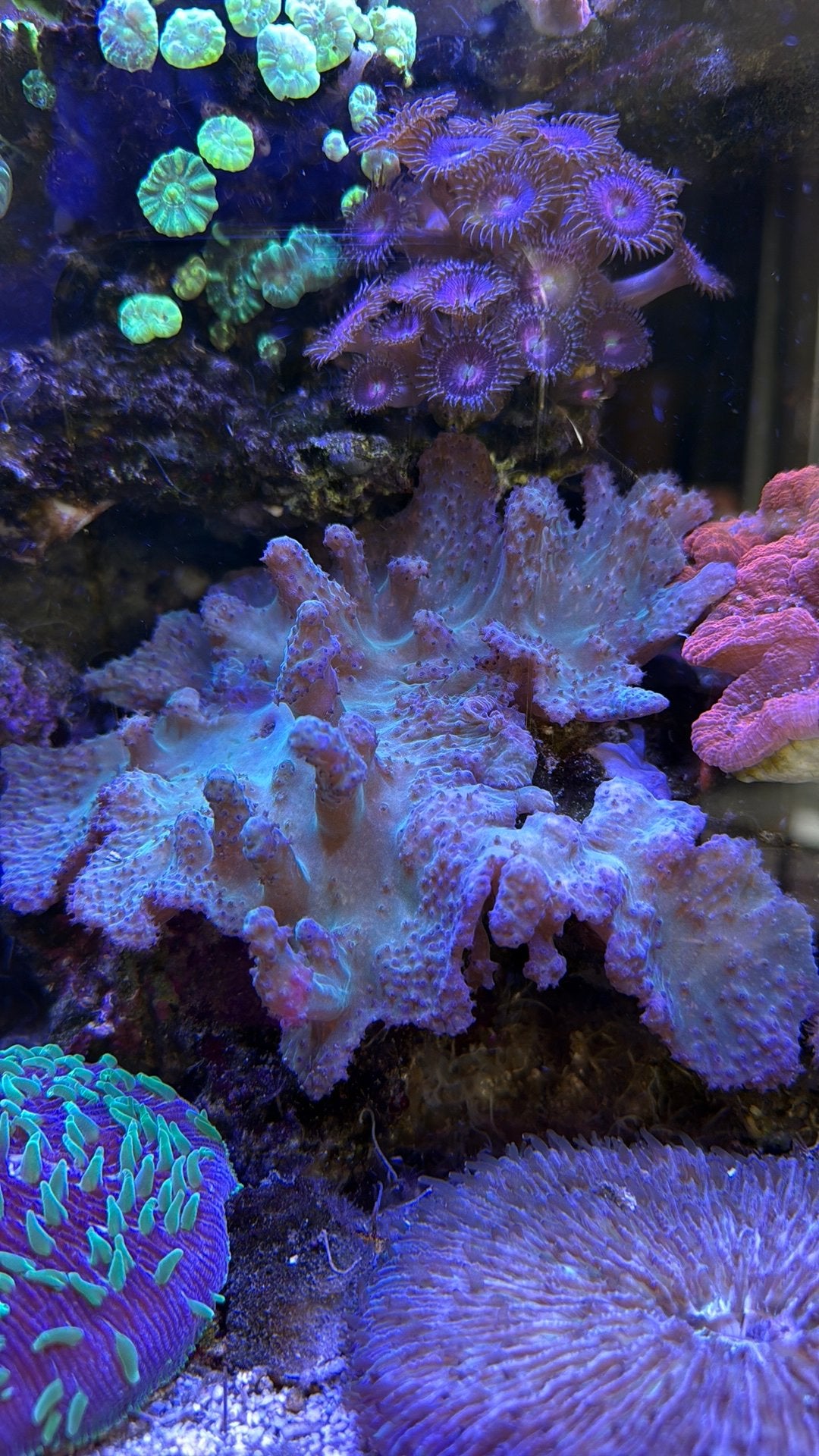 Koraal, zeeaquarium, Kroepoekleder, Ophalen, Gevuld zeewateraquarium