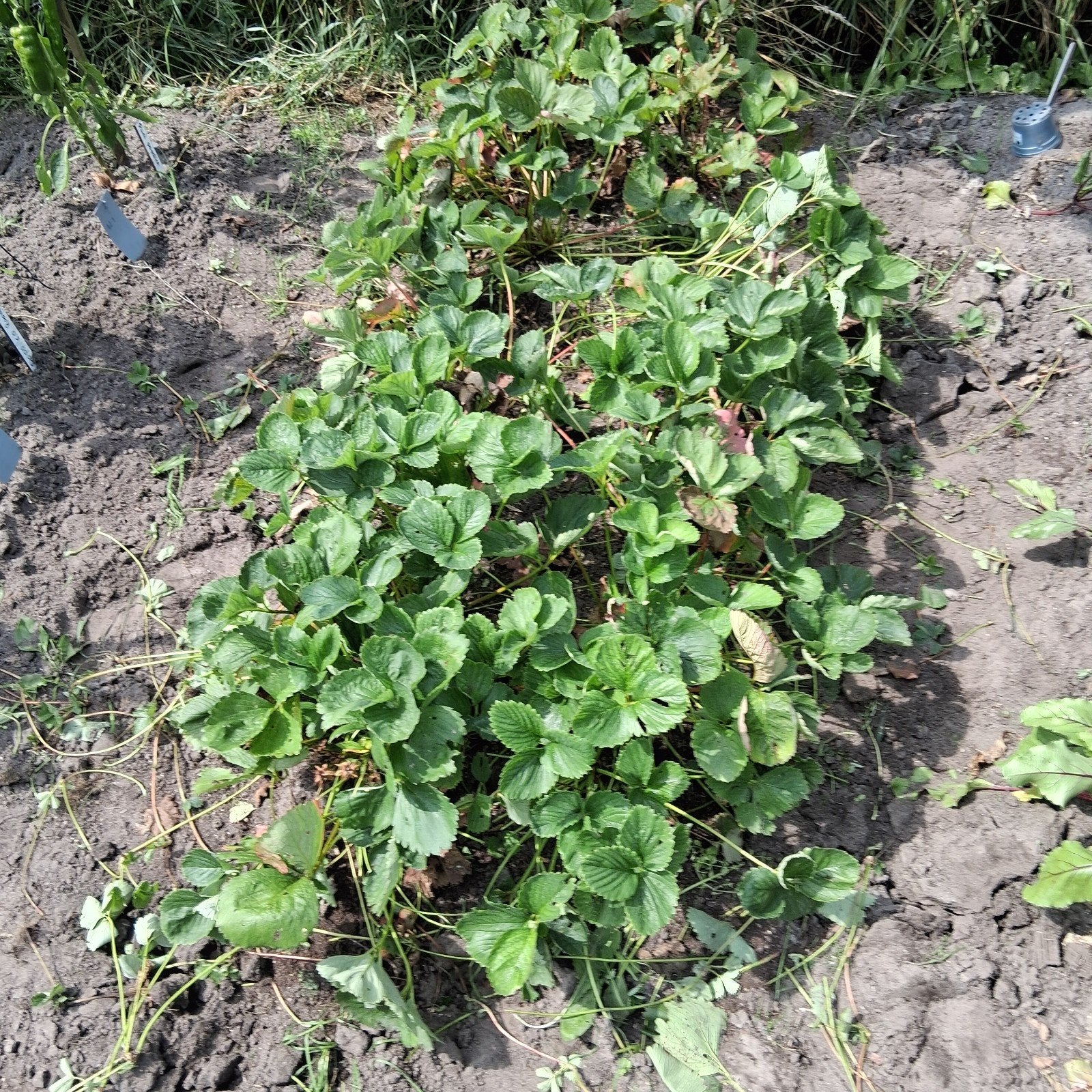 aardbei stekken, Ophalen of Verzenden, Overige soorten, Minder dan 100 cm