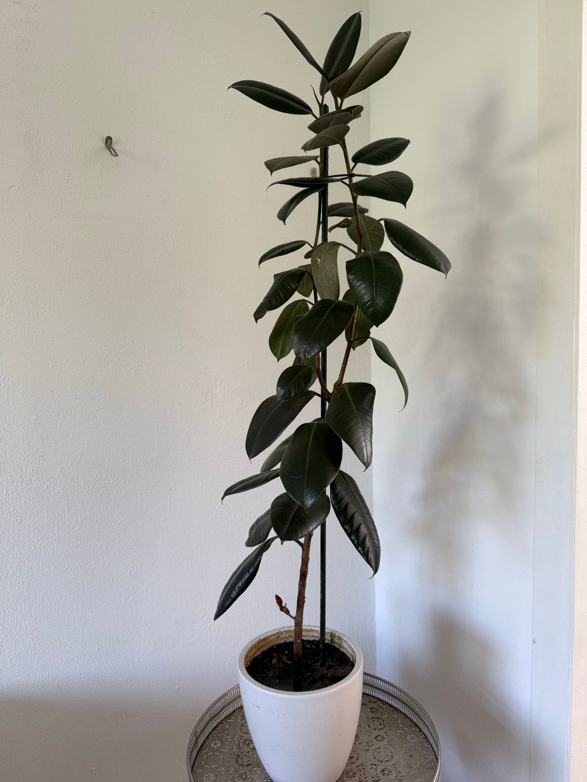 Grote Ficus Elastica (Rubberplant) - 150-200 cm, Huis en Inrichting, Kamerplanten, Ophalen, Ficus, Halfschaduw, In pot