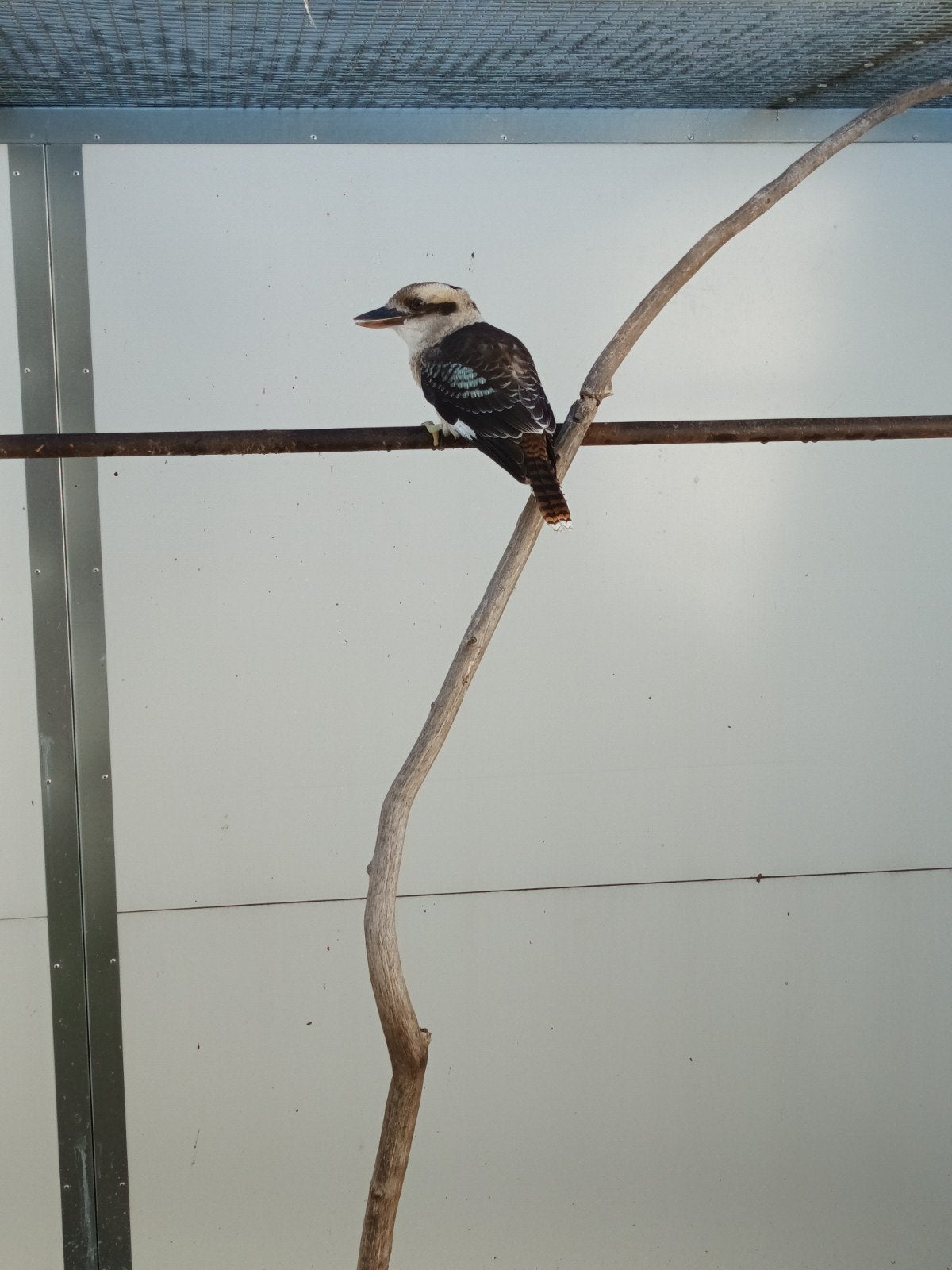 2-0 Kookaburra, Mannelijk, Geringd