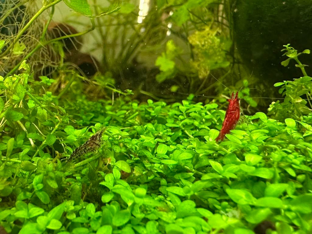 Neocaridina garnalen wildkleur, Kreeft, Krab of Garnaal