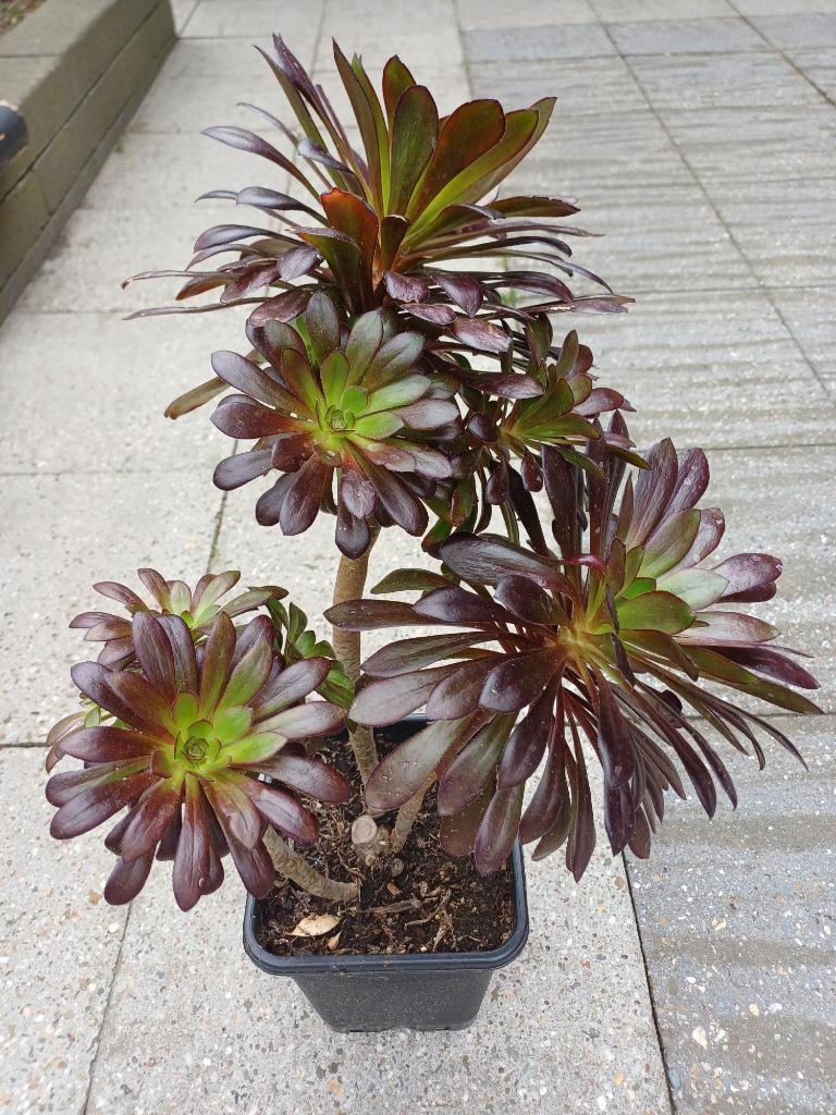 Grote tropische terrasplanten Aeonium Arboreum Zwartkop, Tuin en Terras, Volle zon, Vaste plant, Bloeit niet, Ophalen