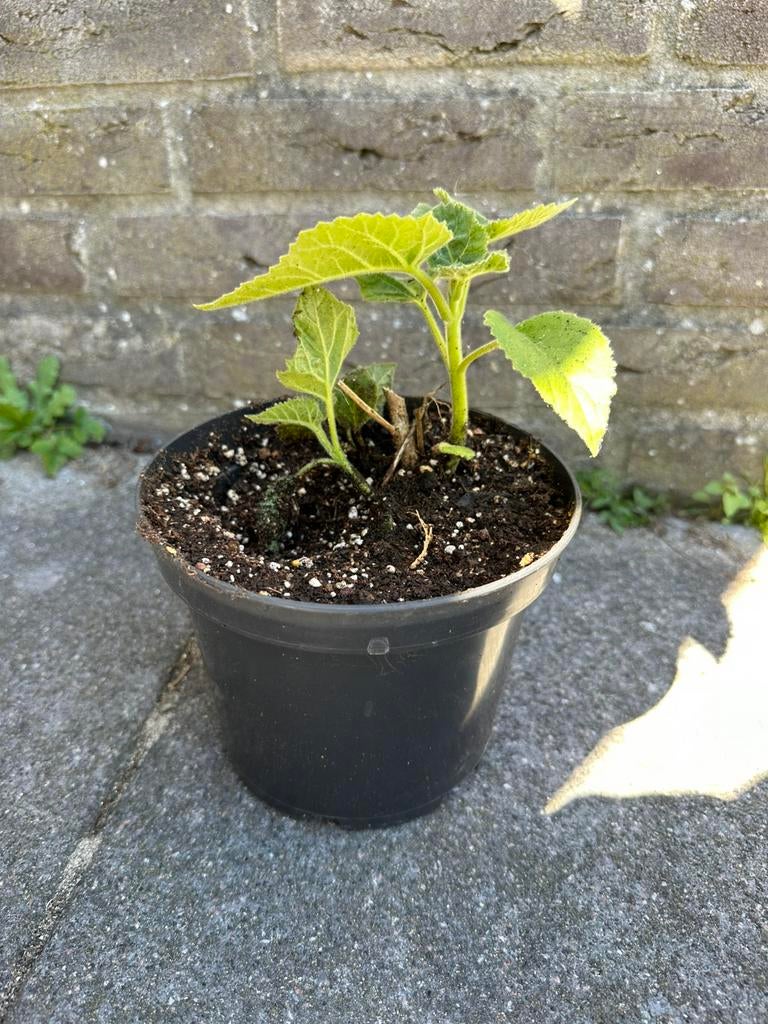 Stek Anna Paulownaboom, Overige soorten, Lente, Minder dan 100 cm, Ophalen
