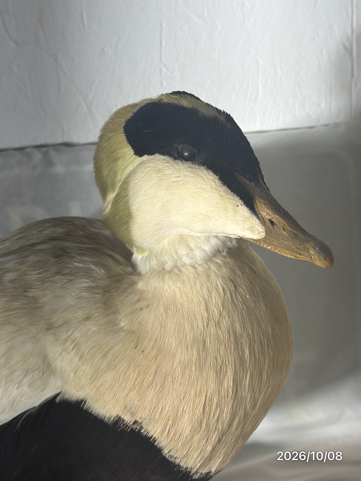 eidereend taxidermie