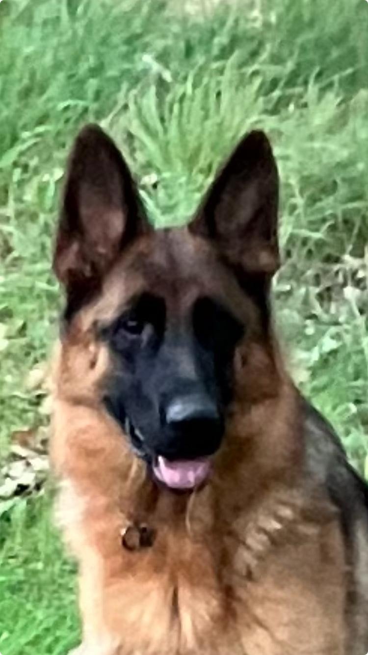 Prachtige Duitse Herder uit Keurfok  van 11 maanden, Fokker | Hobbymatig, 15 weken tot 1 jaar, Buitenland, Teef