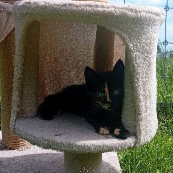 Jonge poesje / kittens, Meerdere dieren, Kortharig, 0 tot 2 jaar