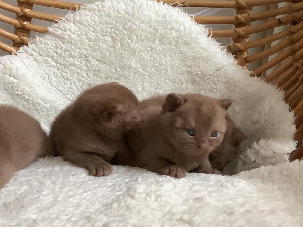 Prachtige cinnemon Britse korthaar kittens met stamboom, Dieren en Toebehoren, Kater, Met stamboom, 0 tot 2 jaar