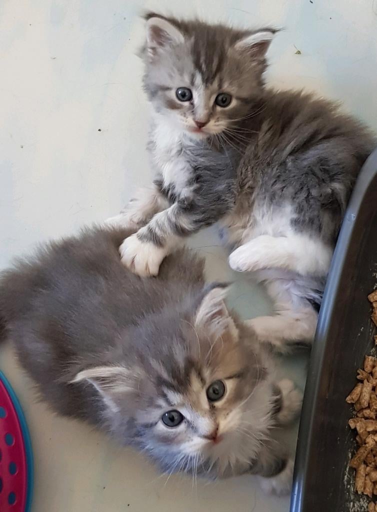 Maine coon kittens raszuiver, Dieren en Toebehoren, Katten en Kittens | Raskatten | Langhaar, Meerdere dieren, Gechipt, 0 tot 2 jaar