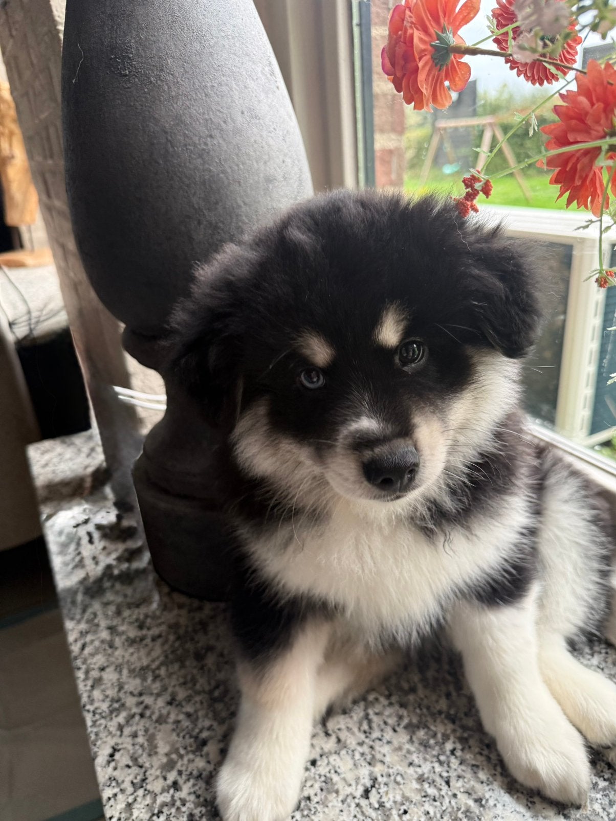 Pomsky pup reu, Dieren en Toebehoren, Reu, Poolhond, Eén hond, Nederland