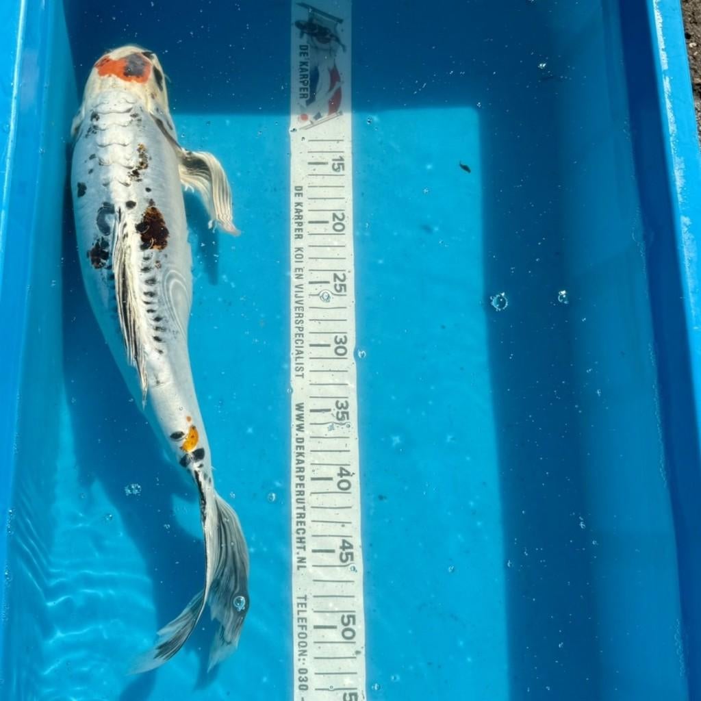 Koi karper Beni kikokuryu butterfly (48cm), Karper of Koi