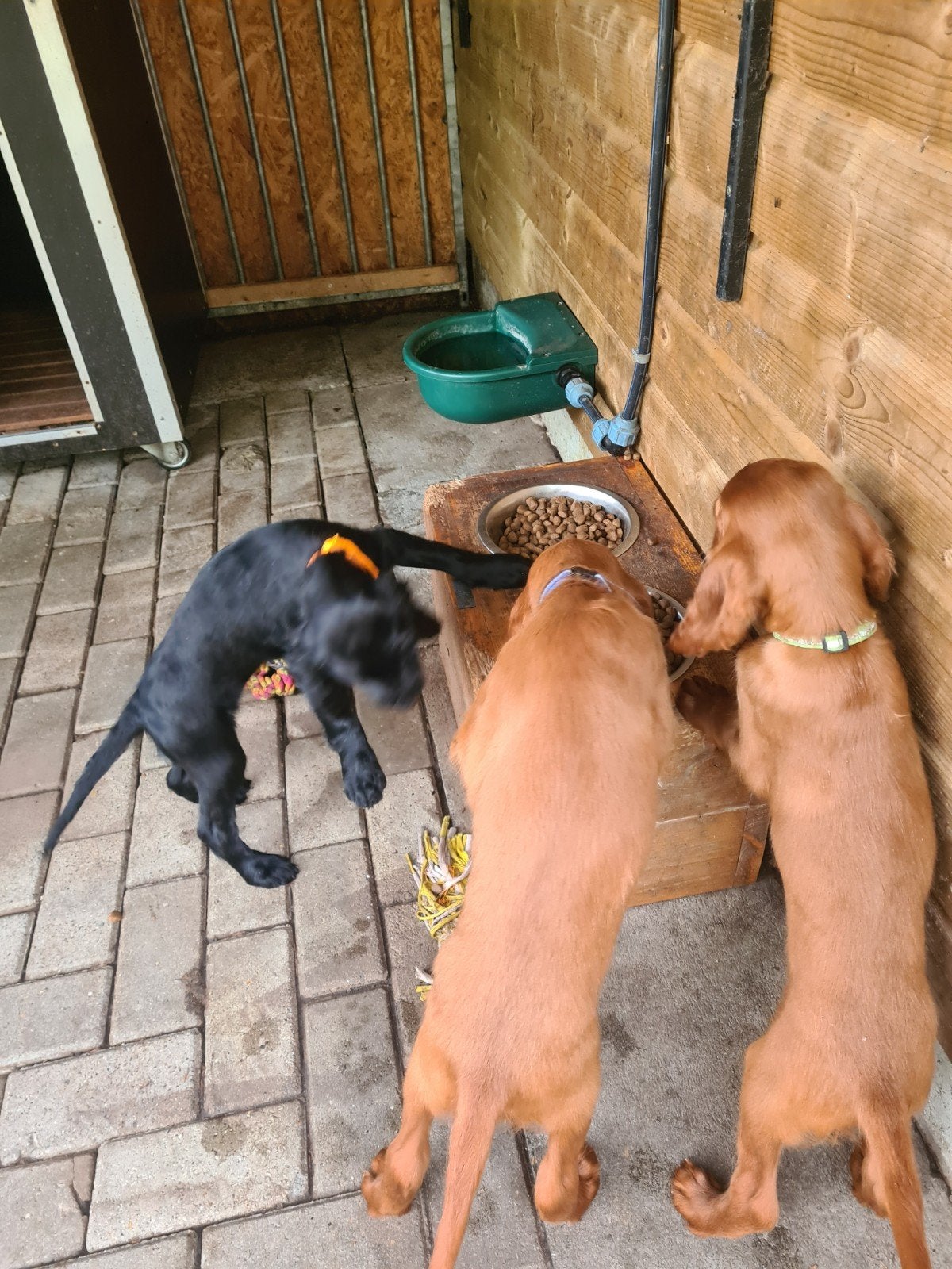 Nog 3 Ierse setterpups zoeken een baasje!, 8 tot 15 weken, Meerdere, Meerdere dieren, Setter