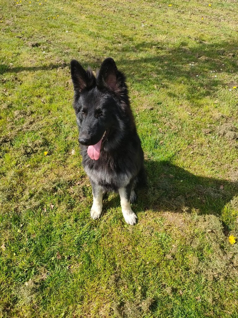 Mooie en lieve herder, Dieren en Toebehoren, Honden | Herdershonden en Veedrijvers, 15 weken tot 1 jaar, Reu, Parvo, Eén hond