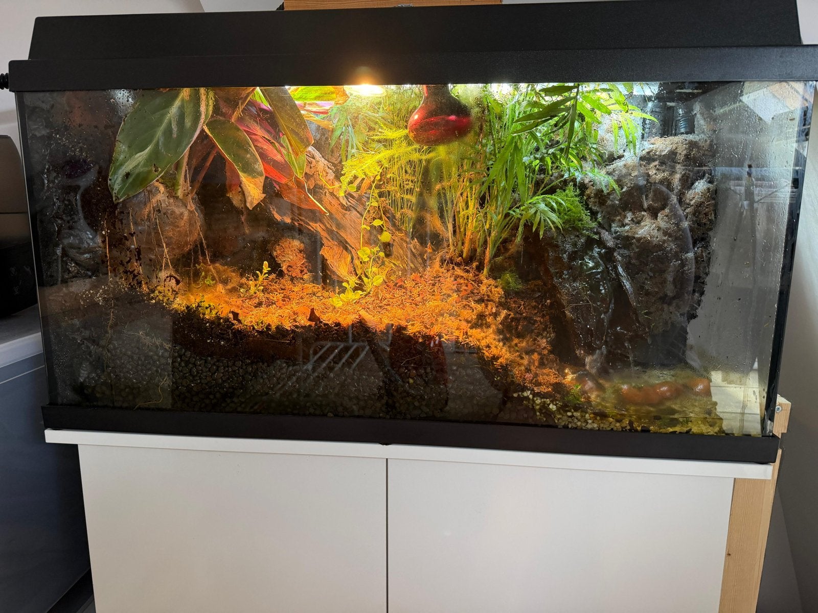 Terrarium + bewoner, Ophalen