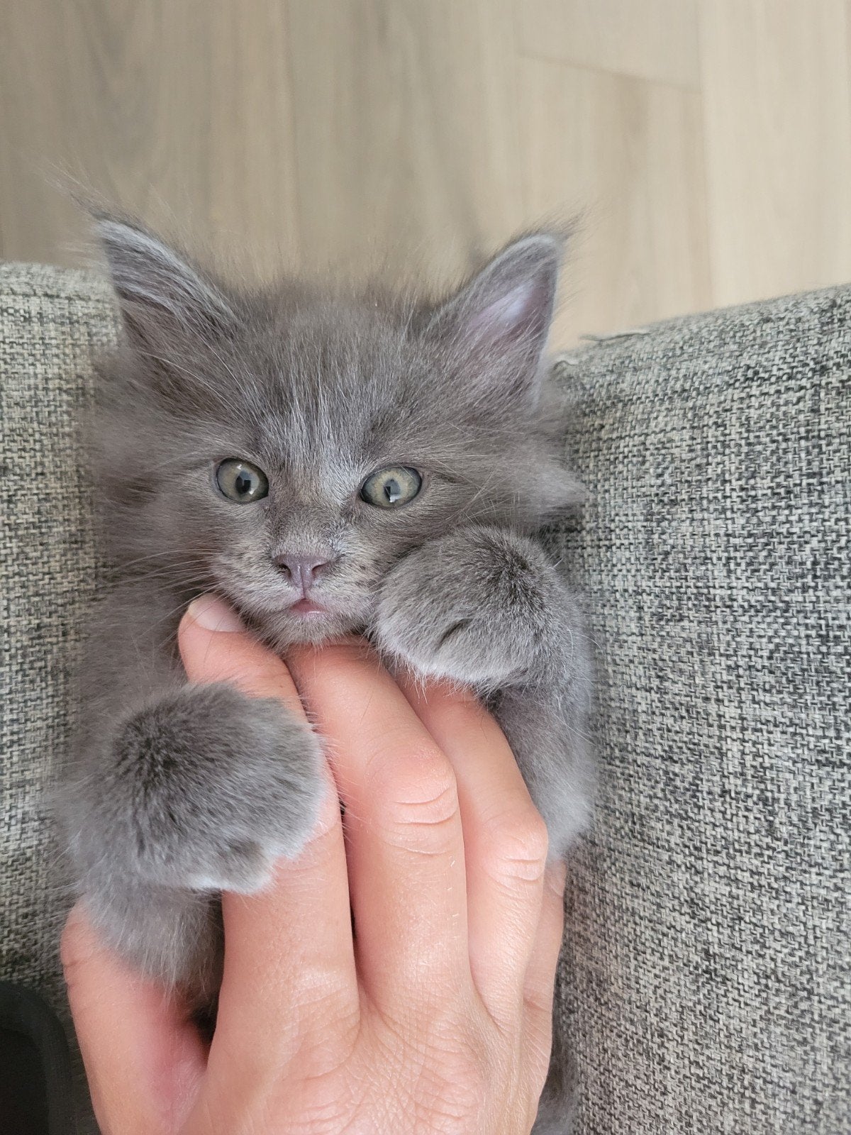 5 (nog 4!) prachtige, volle Maine Coon Kittens, Meerdere dieren, Ontwormd, 0 tot 2 jaar