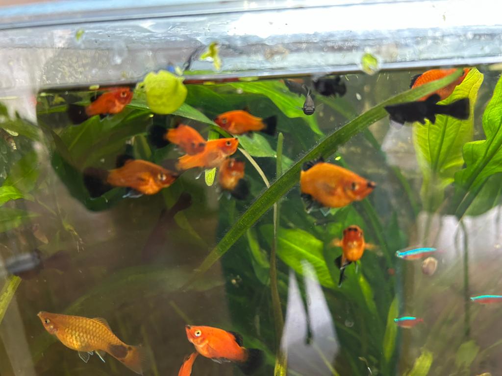 Platy’s en black molly’s gratis, Dieren en Toebehoren, Vis