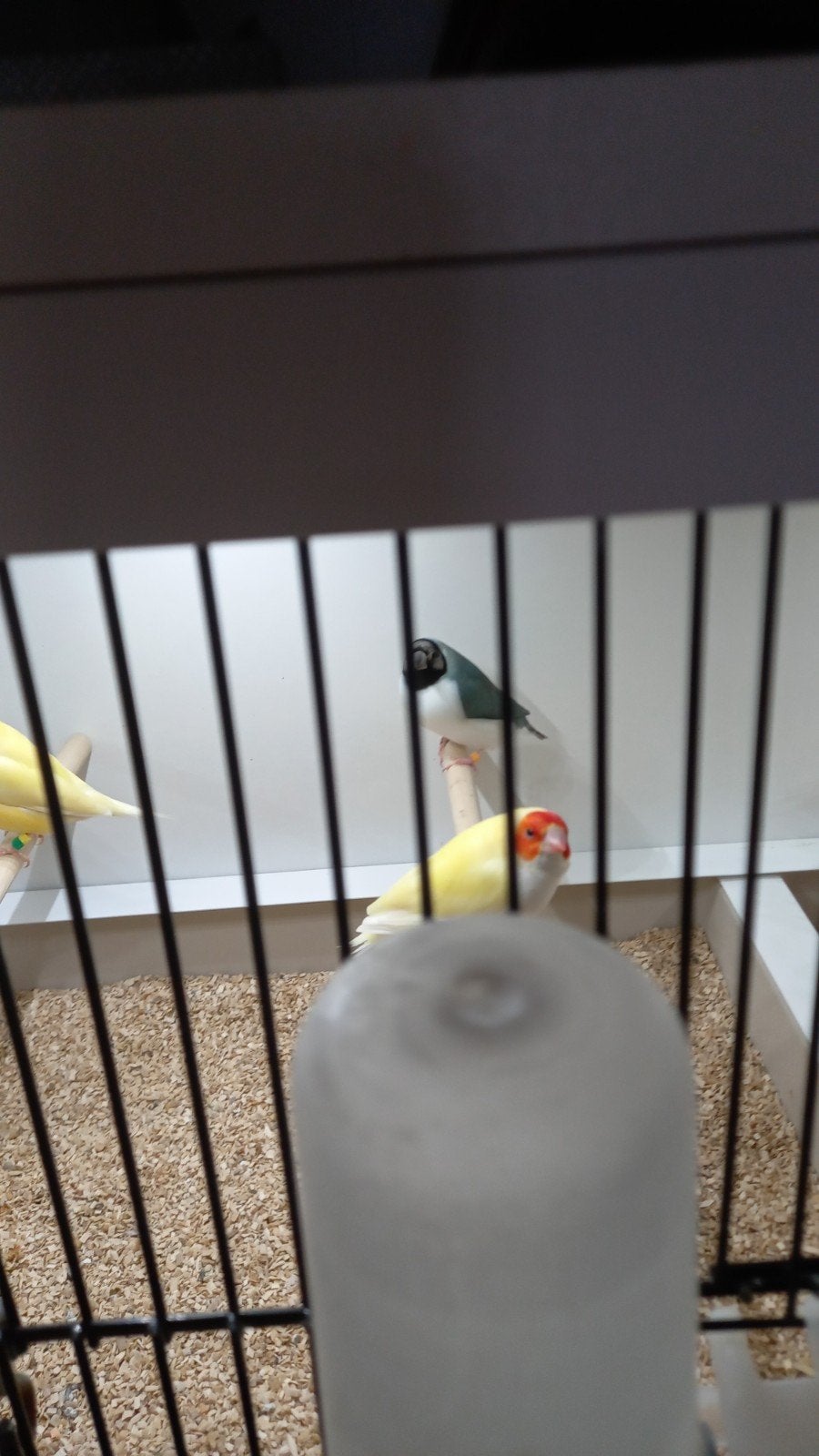 te koop, Dieren en Toebehoren