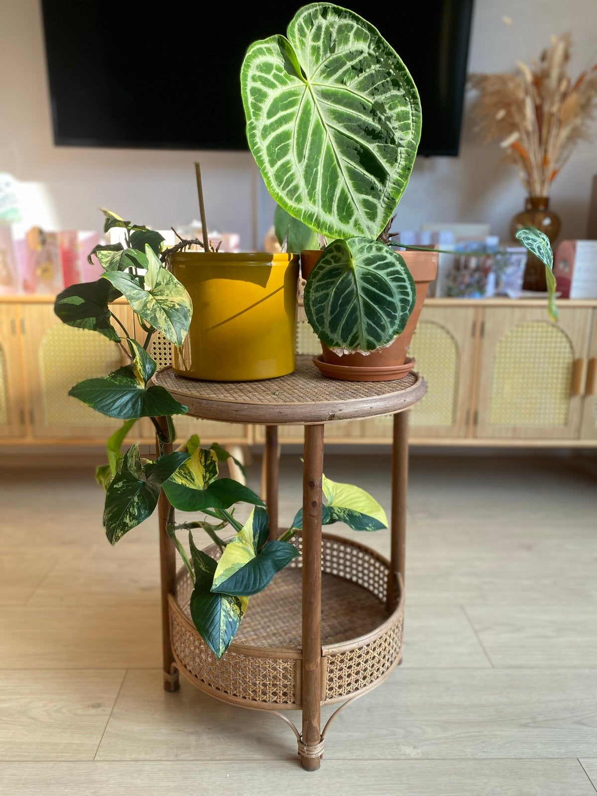 5 mooie kamerplanten, deels zeldzaam (zonder pot), Huis en Inrichting, Kamerplanten, Ophalen, Overige soorten, Halfschaduw, Minder dan 100 cm
