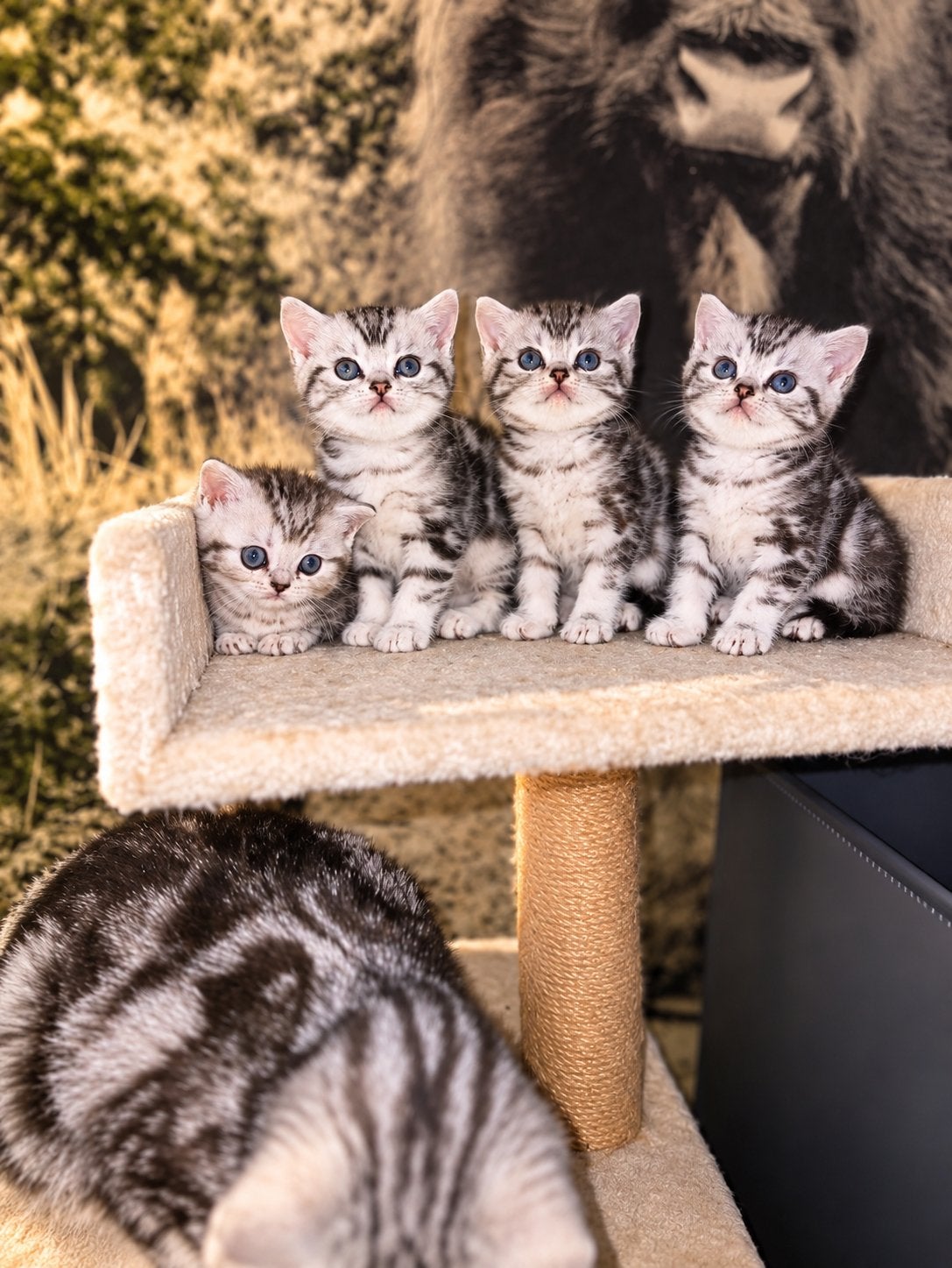 Brits korthaar kittens Whiskas met stamboom silver tabby, Dieren en Toebehoren, Meerdere dieren, Met stamboom, 0 tot 2 jaar