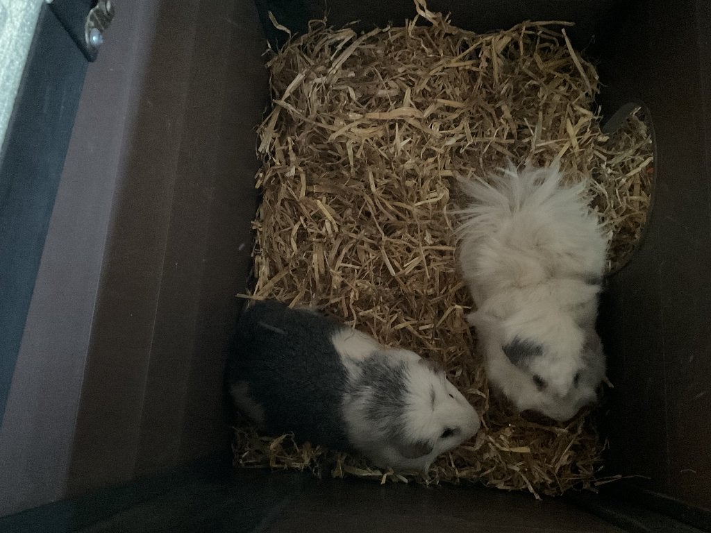 Cavia’s, Cavia, Februari, Mannelijk, Tam