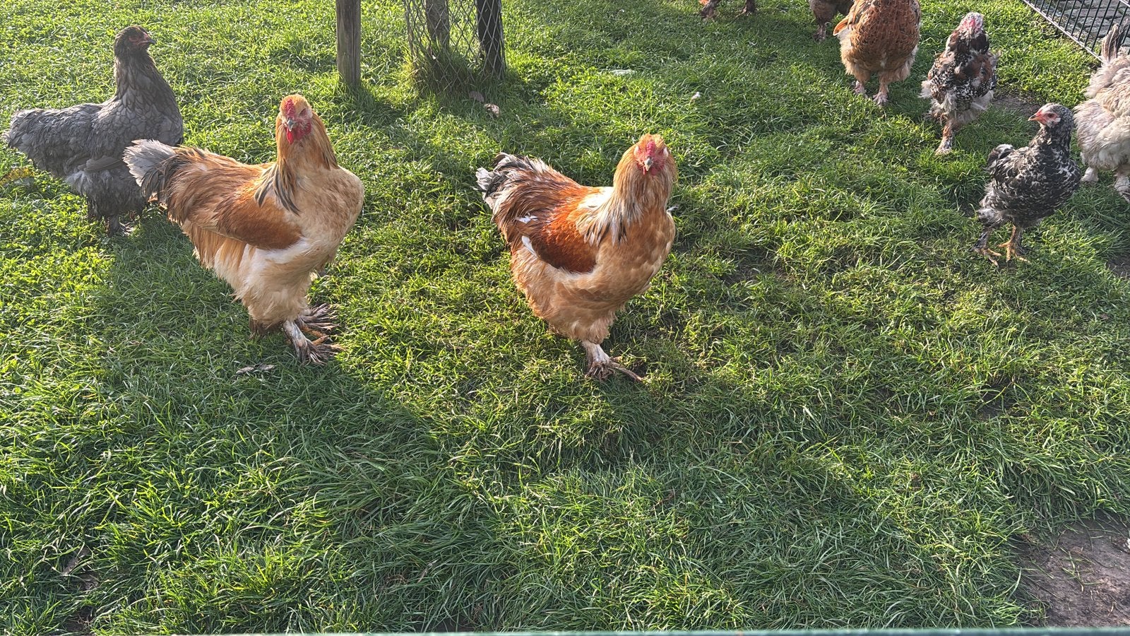 Brahma haan, Dieren en Toebehoren, Mannelijk, Kip