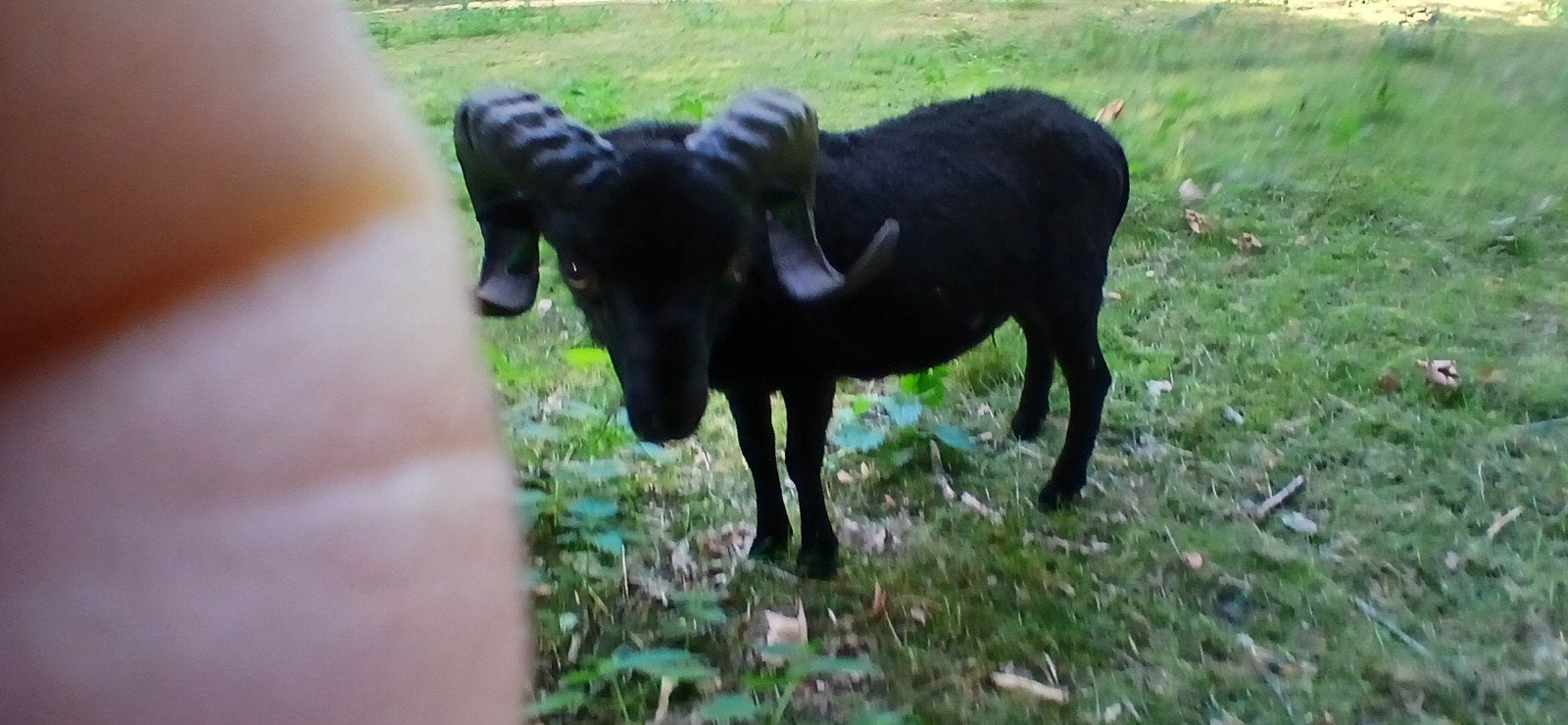 Quessant ram 2025 stamboek, Dieren en Toebehoren, Mannelijk, Schaap