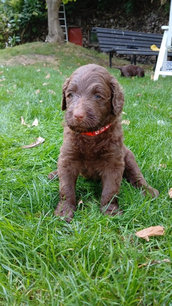 Lieve Labradoodle pups zoeken gouden mandje, Dieren en Toebehoren, Honden | Retrievers, Spaniëls en Waterhonden, Parvo, Overige rassen
