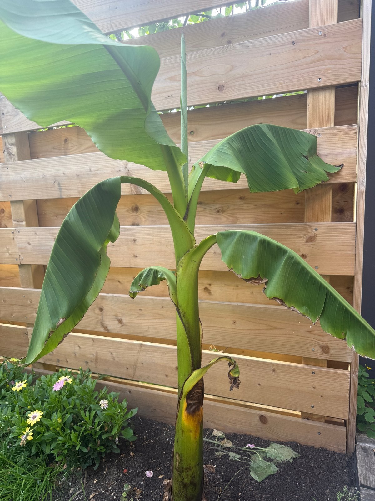 Bananenplant Musa Basjoo - 110 cm hoog, Volle zon, Vaste plant, Bloeit niet, Ophalen