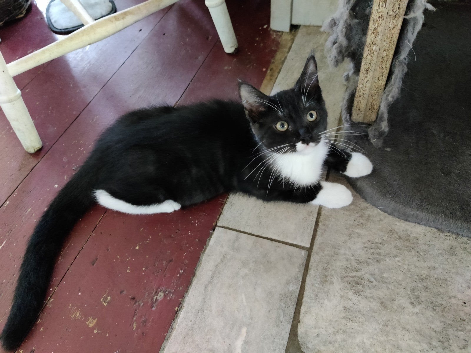 2 kruising maine Coon poes en een kater, Meerdere dieren, Kortharig, 0 tot 2 jaar