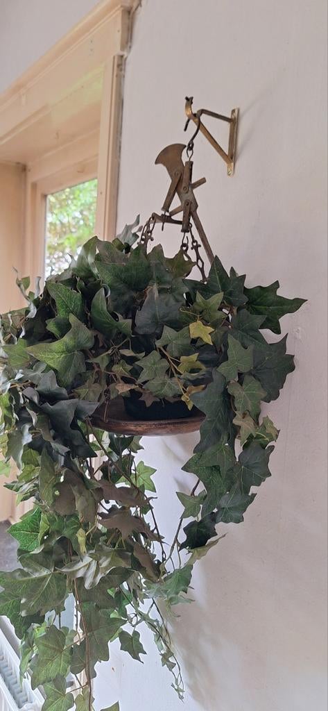 Decoratieve klimop plant in hangpot, Ophalen of Verzenden