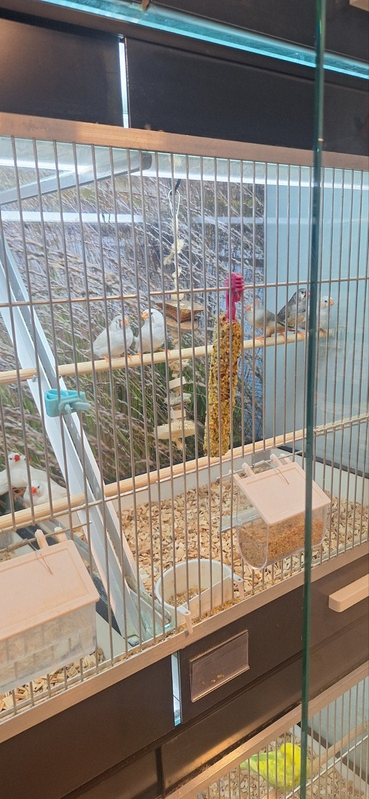 mooie zebravinken, Dieren en Toebehoren, Meerdere dieren, Tropenvogel