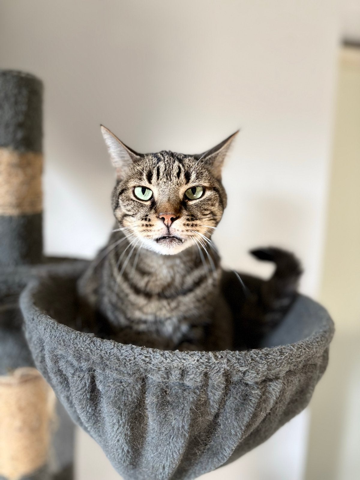 Poes Katie 7 jaar, Poes