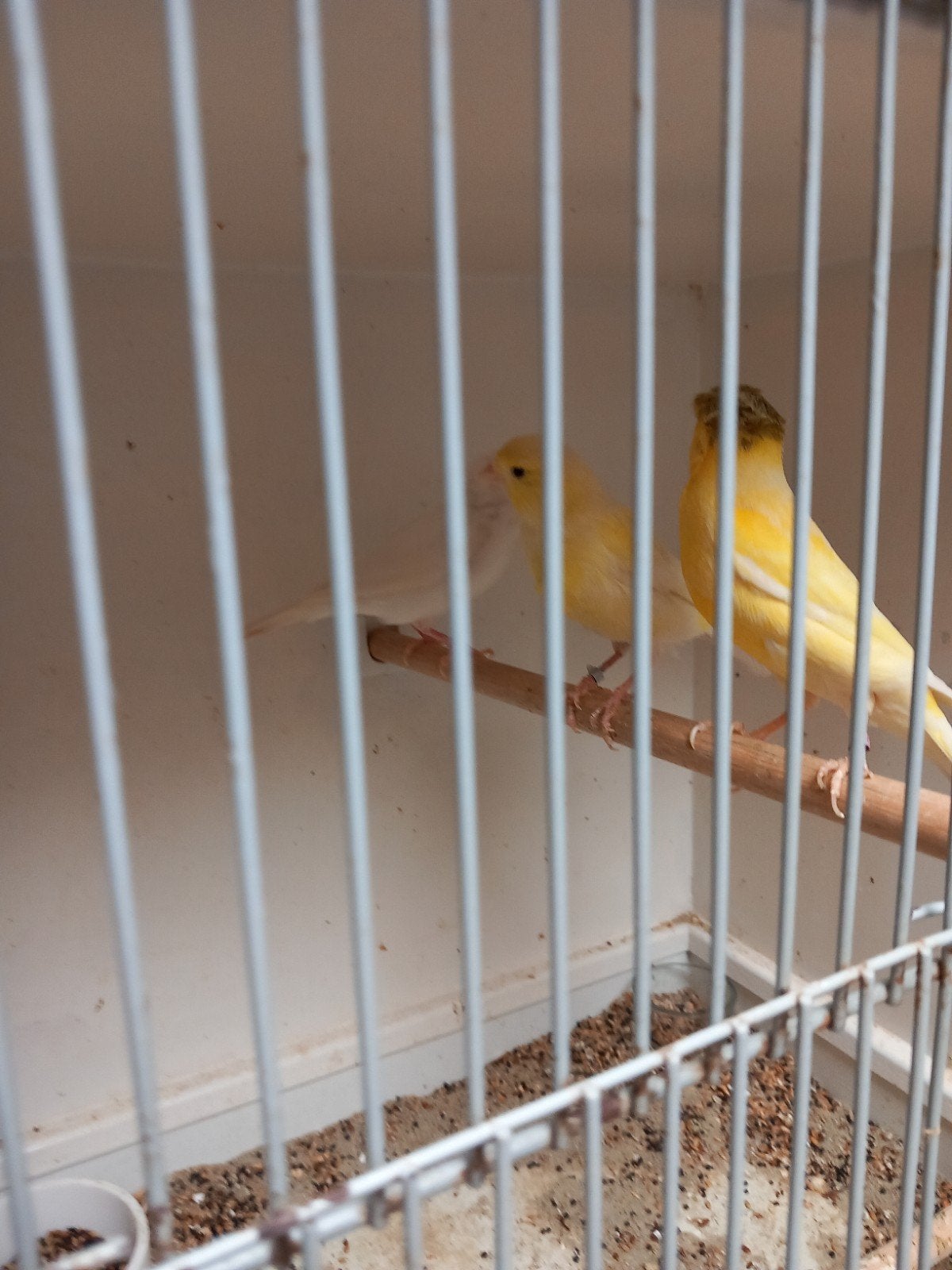 Kanaries €20.00, Dieren en Toebehoren, Vogels | Kanaries, Meerdere dieren, Kleurkanarie