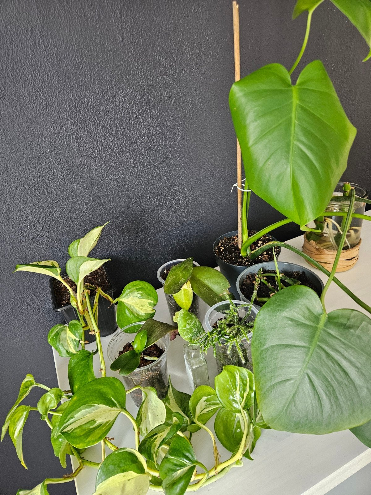 Kamerplanten stekjes, Ophalen, Halfschaduw, Minder dan 100 cm
