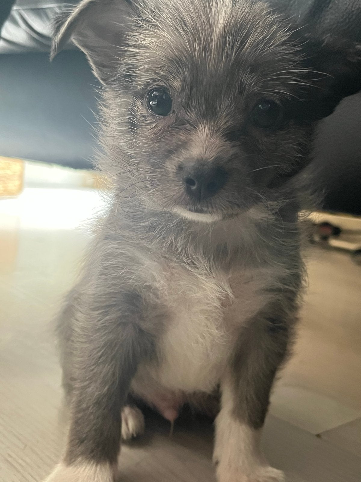 Kleinblijvende pups chihuahuaXpomeriaan, Parvo, 8 tot 15 weken, Meerdere, Meerdere dieren