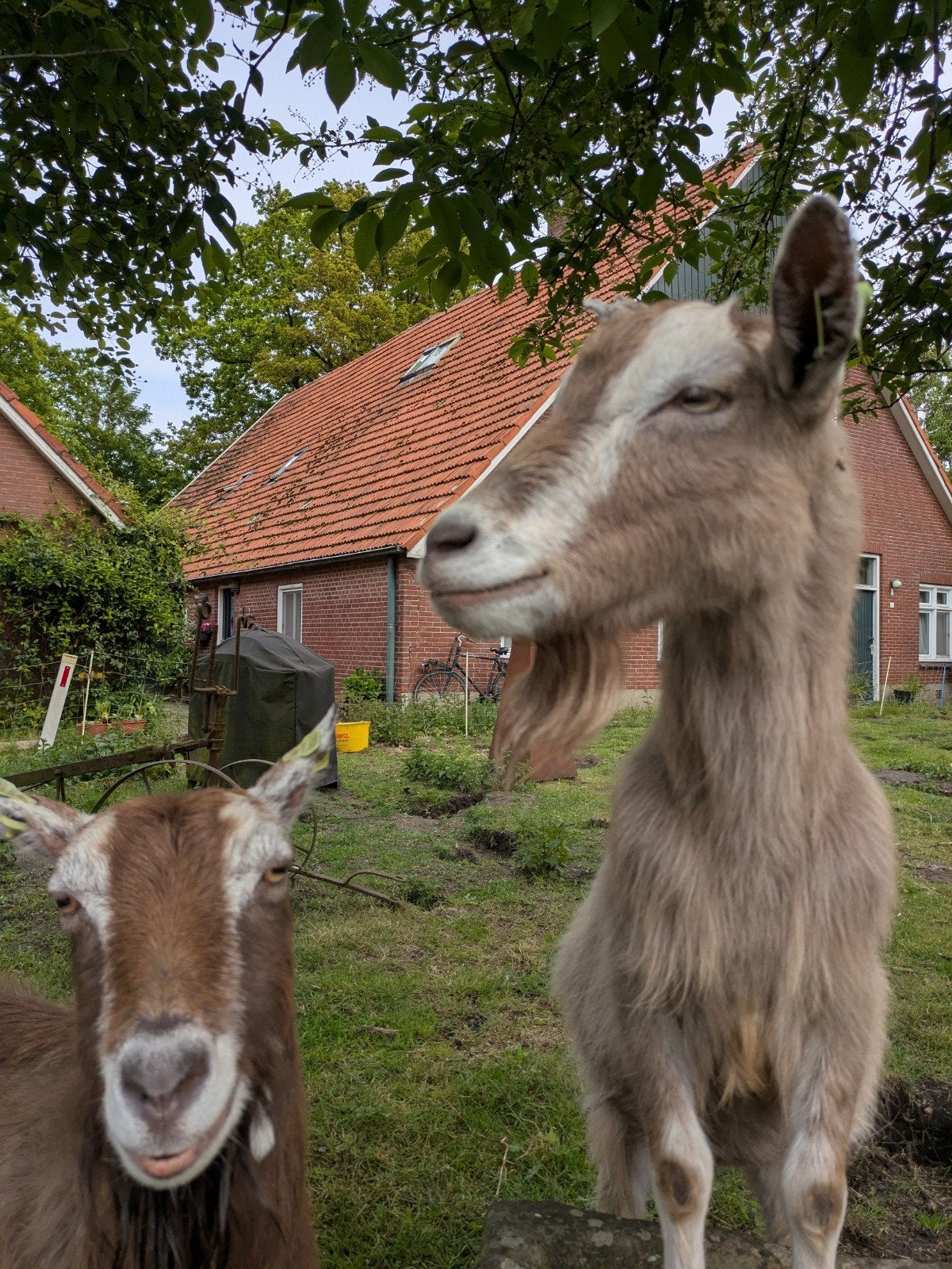 Toggenburger geiten, Dieren en Toebehoren, Schapen, Geiten en Varkens, Vrouwelijk, Geit