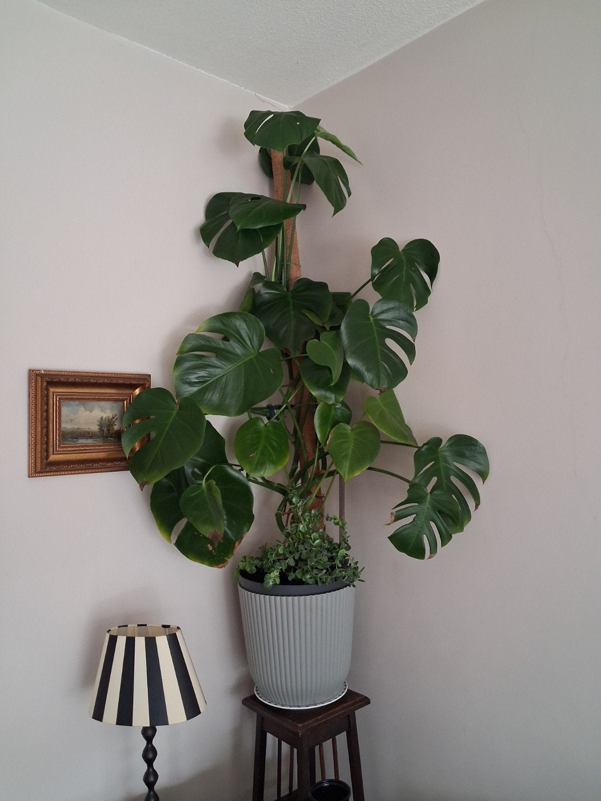 Prachtige monstera huiskamerplant., Ophalen, Halfschaduw
