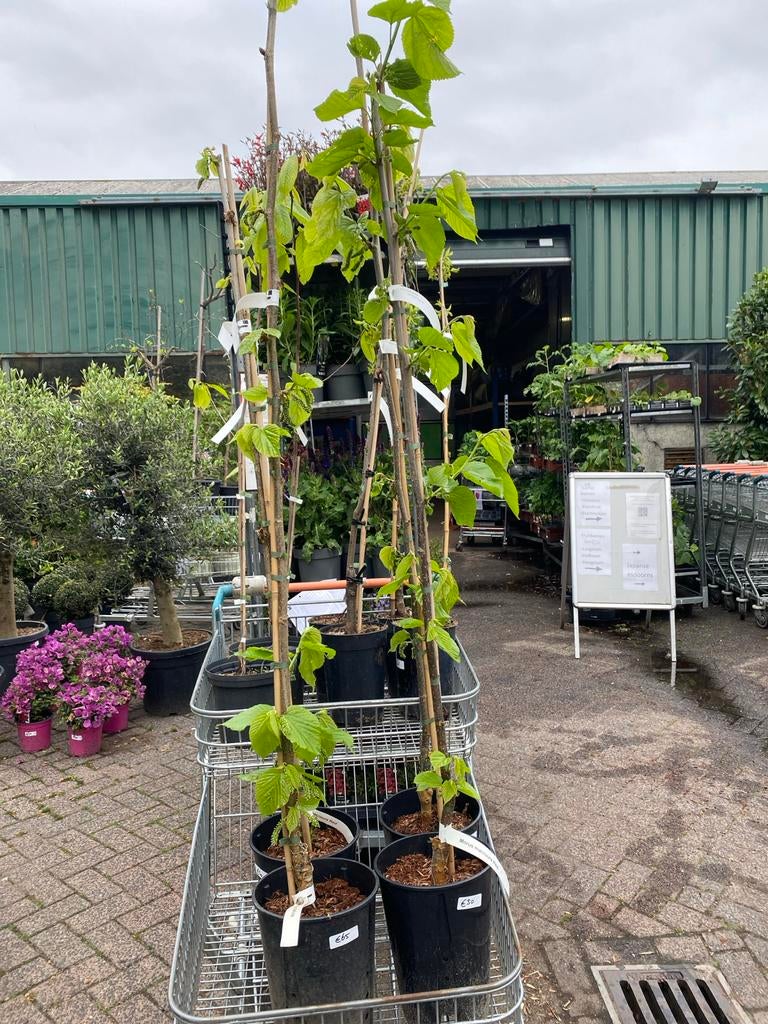 Morus macroura Red & White - Moerbei bomen in pot, Ophalen, Lente, Overige soorten, Volle zon