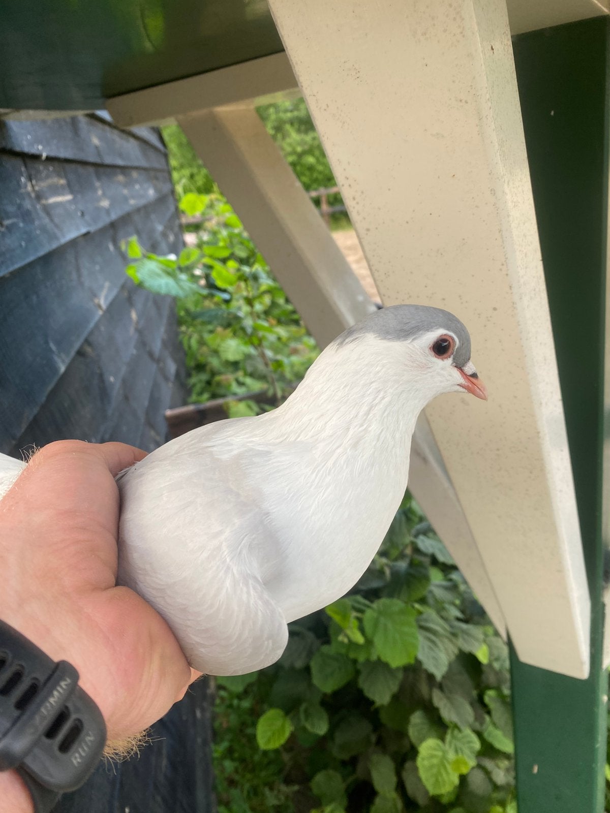 Duiven te koop, Dieren en Toebehoren, Meerdere dieren