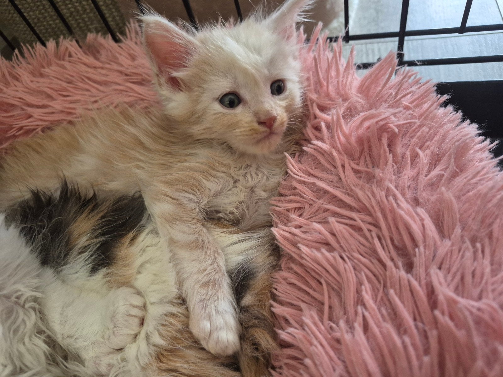 main coon kater, Kater, Gechipt, 0 tot 2 jaar