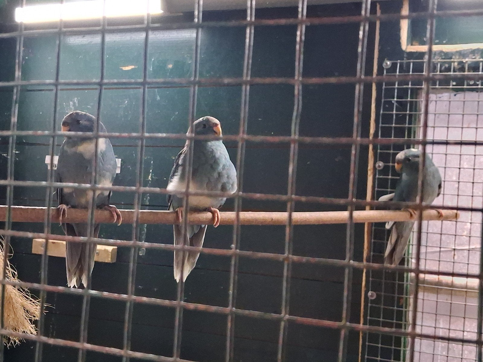 Te koop 6 jonge kakariki s, Dieren en Toebehoren, Vogels | Parkieten en Papegaaien, Meerdere dieren, Parkiet