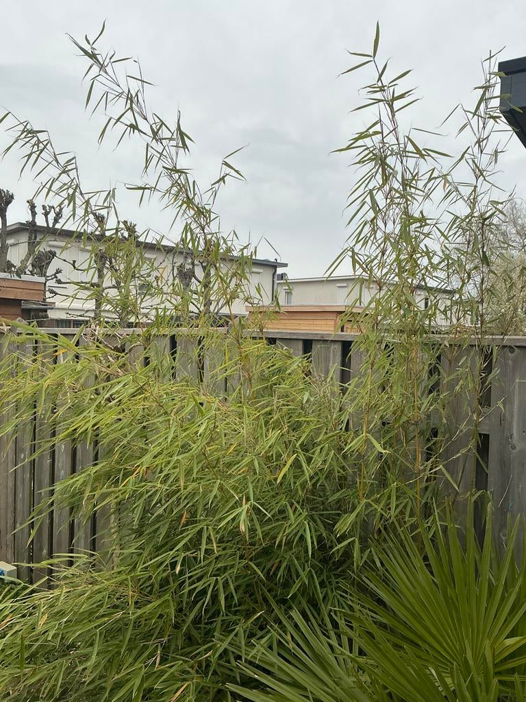 Fargesia robusta 'Campbell' bamboe plant, Ophalen, Vaste plant, Siergrassen, Bloeit niet